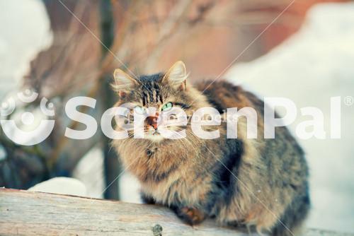 Siberian Cat Outdoors In Winter